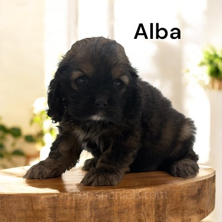 puppy, for, sale, Cocker Spaniel, Joe & Cherri  Overlease, dog, breeder, Miller, MO, dog-breeder, puppy-for-sale, forsale, nearby, find, puppyfind, locator, puppylocator, aca